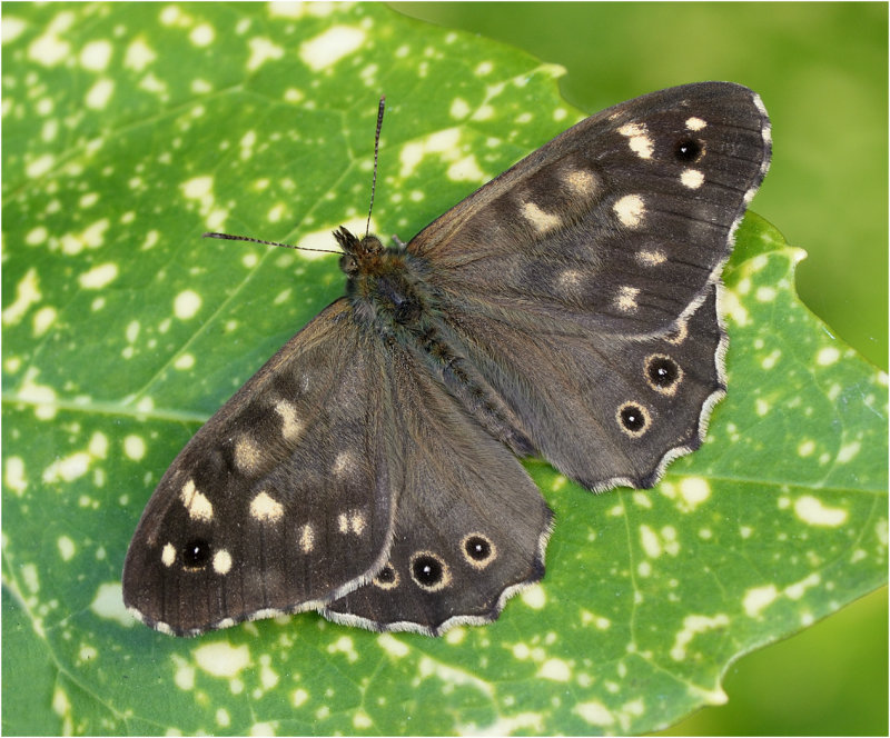 Speckled Wood