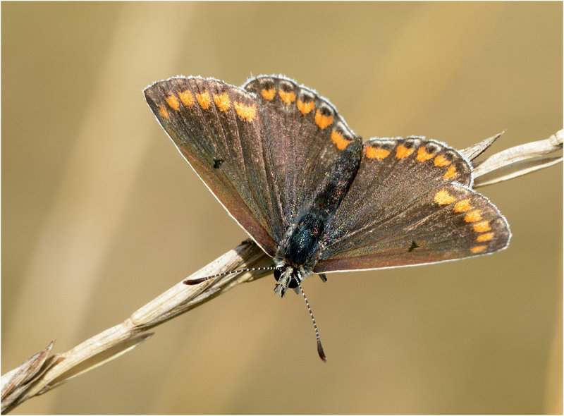 Brown Argus