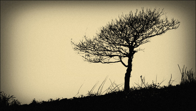 Lone tree, Caerphilly Mountain