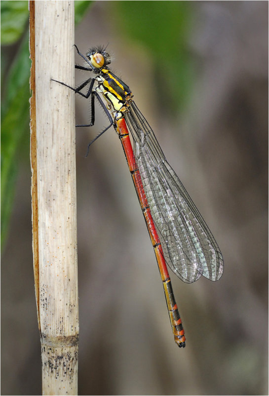 Large Red Damselfly