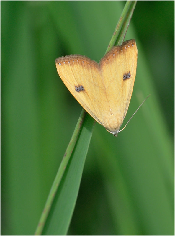 Straw Dot - Rivula sericealis