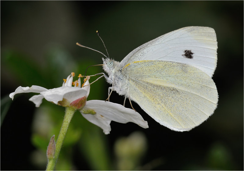 Small White (Pieris rapae)