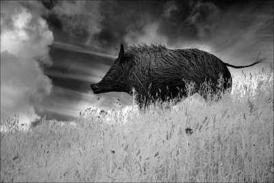 Boar on the hill