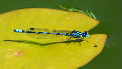 Common Blue Damselfly