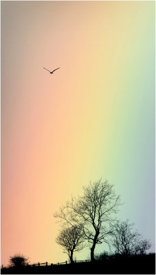 Rainbow Kite!