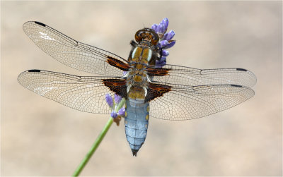 Broad-bodied Chaser on Lavender