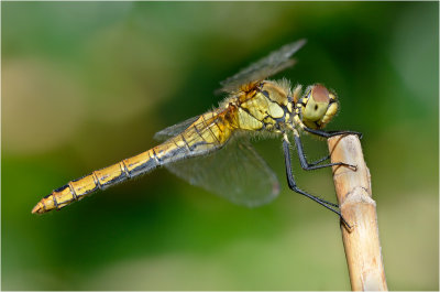 Ruddy Darter (female)