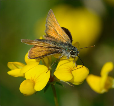 Small Skipper on Bird's Foot Trefoil