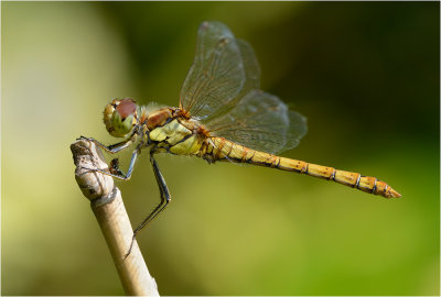 Common Darter 