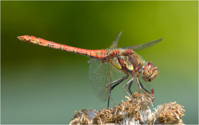 Common Darter male