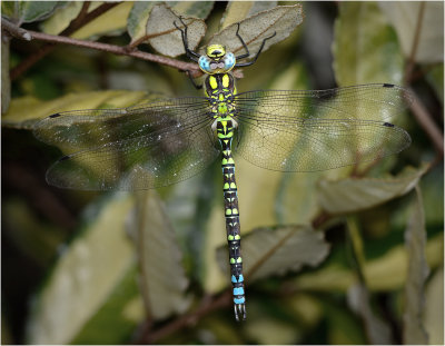 Southern Hawker