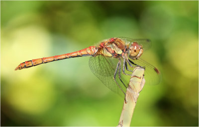 Common Darter