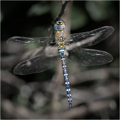 Migrant Hawker