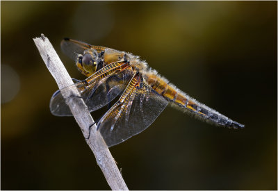 Four-Spotted Chaser