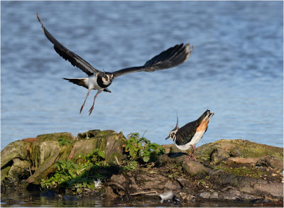 Lapwings