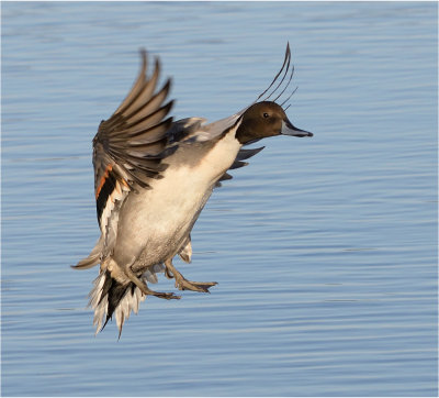 Pintail