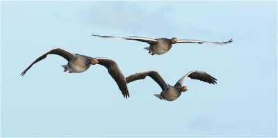 Greylag Geese