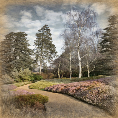 Winter Flowering Heather