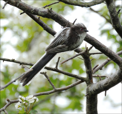 Young Long Tailed Tit