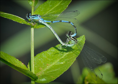 Azure Damselflies