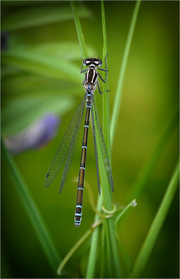 Azure Damselfly (female)