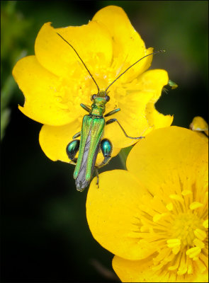 Thick-Legged Flower Beetle