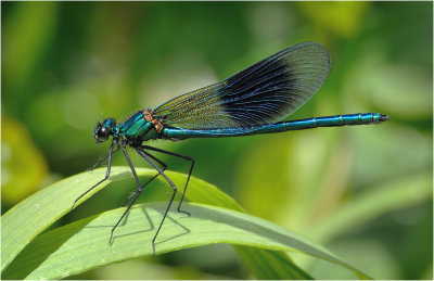 Banded Demoiselle