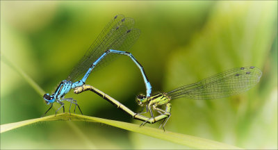 Azure Damselflies 