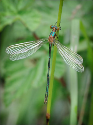 Emerald Damselfly (immature)