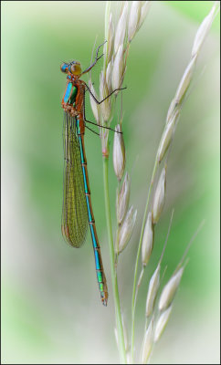 Emerald Damselfly (immature)