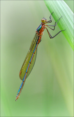 Emerald Damselfly (immature)