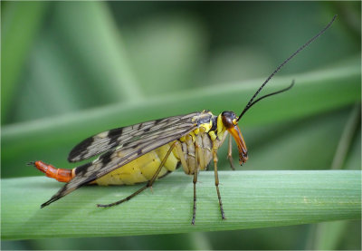 Scorpion Fly (female)