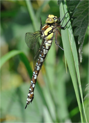 Southern Hawker (female)