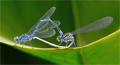 Azure Damselflies 