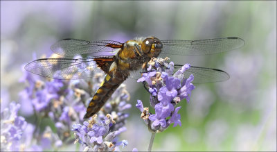 Broad-Bodied Chaser (male)