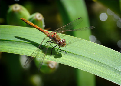 Common Darter 