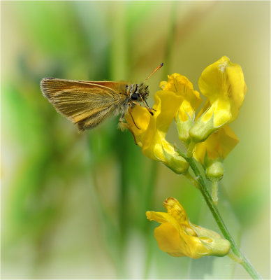 Small Skipper