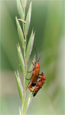 Common Red Soldier Beetles
