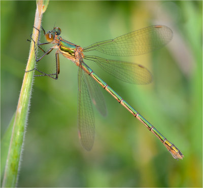 Emerald Damselfly 