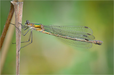 Emerald Damselfly 