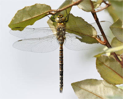 Migrant Hawker