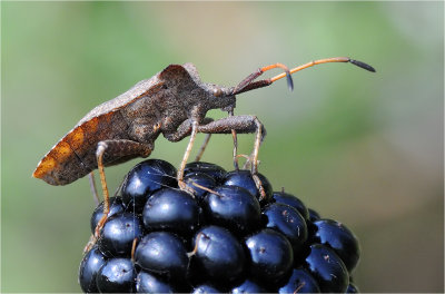 Dock Leaf Bug