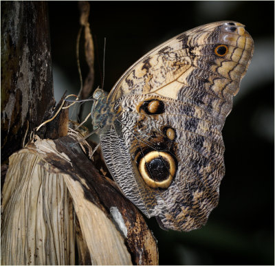 Owl Butterfly