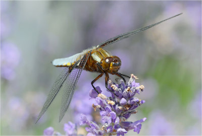 Broad Bodied Chaser on Lavender