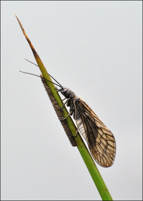 Female Alder Fly guarding her eggs.