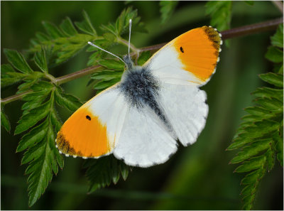 Orange Tip