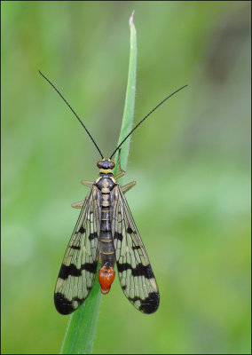 Scorpion Fly (male)