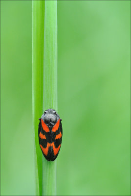 Black and Red Froghopper