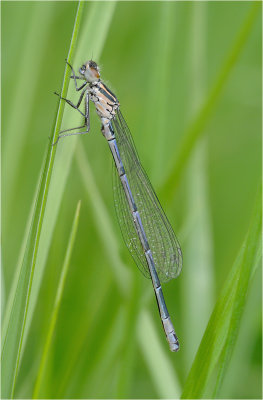 Azure Damselfly (immature)