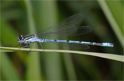 Azure Damselfly (male).